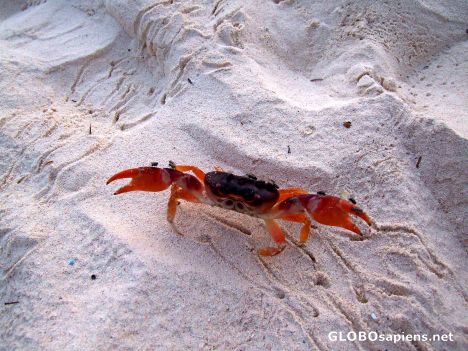 Postcard Crab