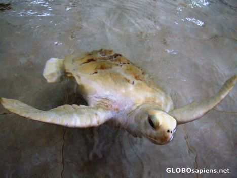 Postcard Adult turtle