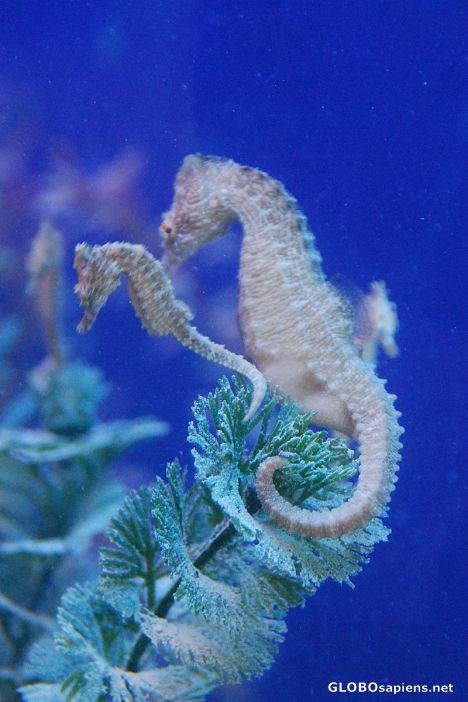Postcard Seahorse giving birth 01