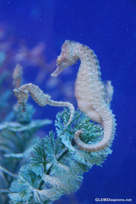 Postcard Seahorse giving birth 02
