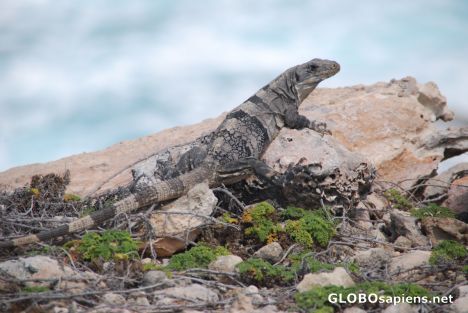 Postcard Pepe the Iguana