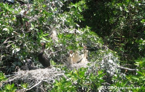 Postcard Nest of Baby Cormorants