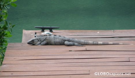 Postcard The Iguana