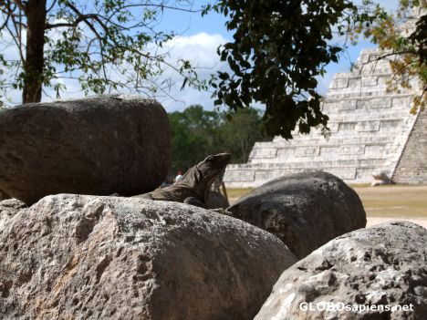 Postcard Iguana