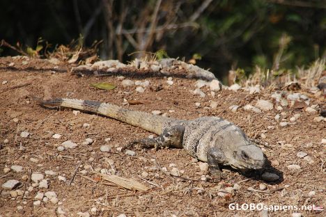 Postcard Sacred Iguana