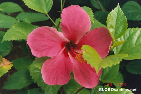 Postcard TROPICAL FLOWER