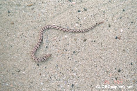 Postcard The salt water snake