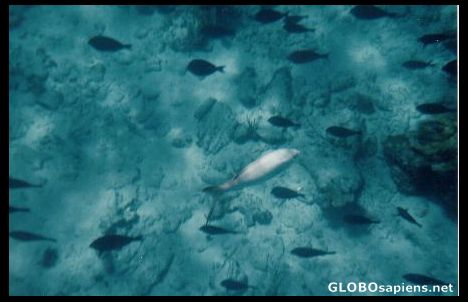 Postcard Cancun Snorkeling