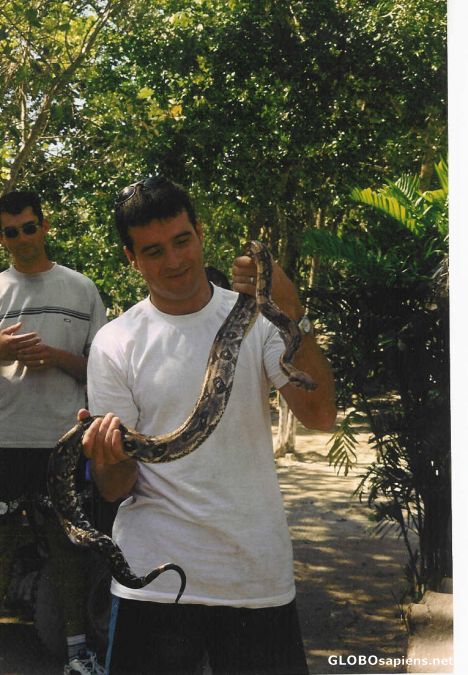Postcard snake