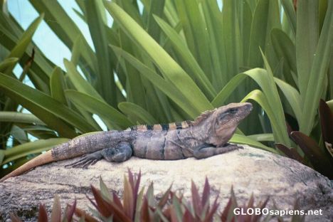 Postcard Iguana on the Rocks