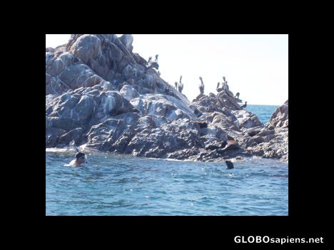 Postcard Snorkeling with seals