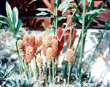 Postcard Kind of a Ginger Plant - 