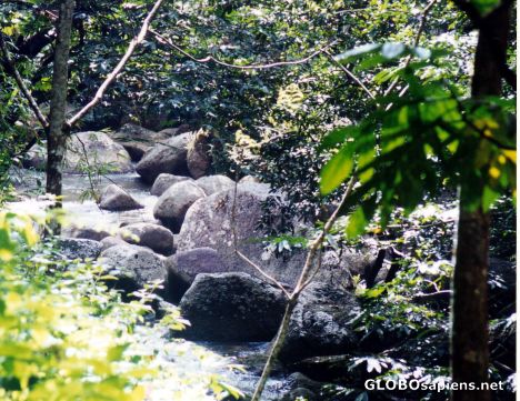 Postcard Jungle trekking next to a stream