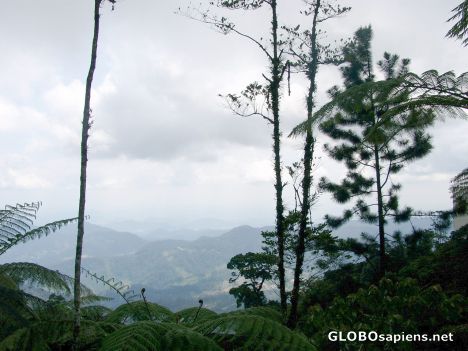 Postcard Ferns and Hills Far Away