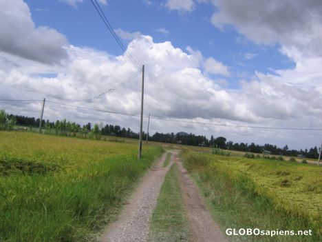 Postcard Green Green Paddy Field with Blue Sky