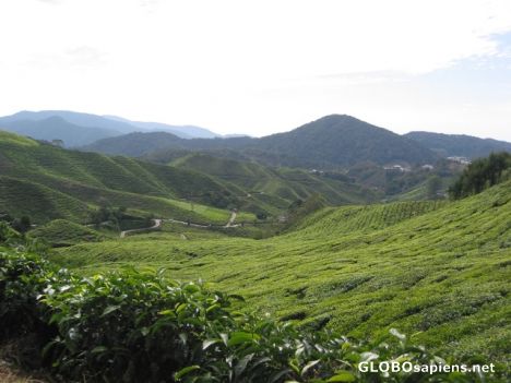 Postcard Boh tea plantation