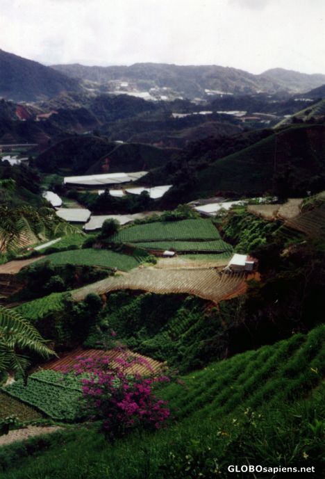 Postcard Tea plantation - Cameron Highlands