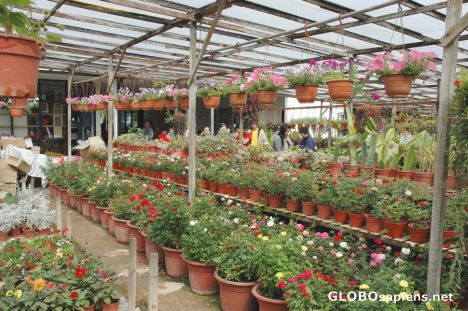 Postcard Brinchang Flower Nursery