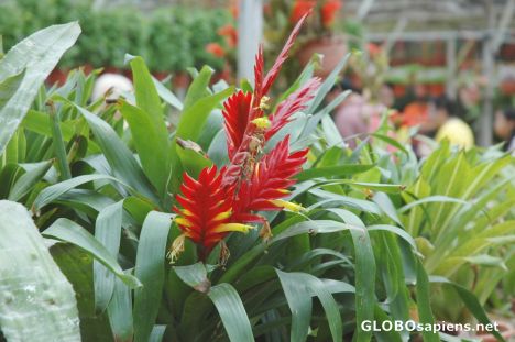 Postcard A rare tropical plant.