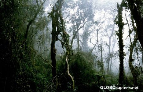 Postcard Fog in the jungle