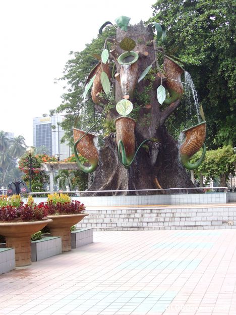 Postcard Fountain featuring a local carnivorou-s plant