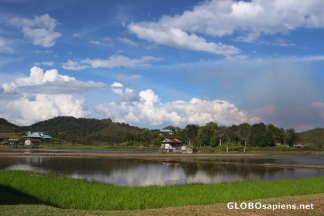 Postcard Ricefileds and fishing ponds