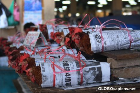 Postcard Chickens on sale