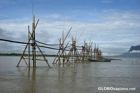 Postcard Bamboo Bridge on the Sungai Bako (River), Sarawak