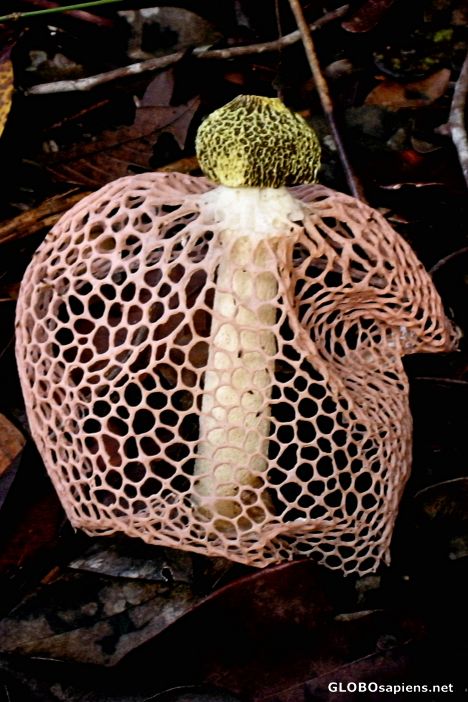 Postcard An Interesting Fungus at Bako National Park