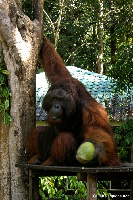 Postcard Alpha-Male Ritchie Having Breakfast