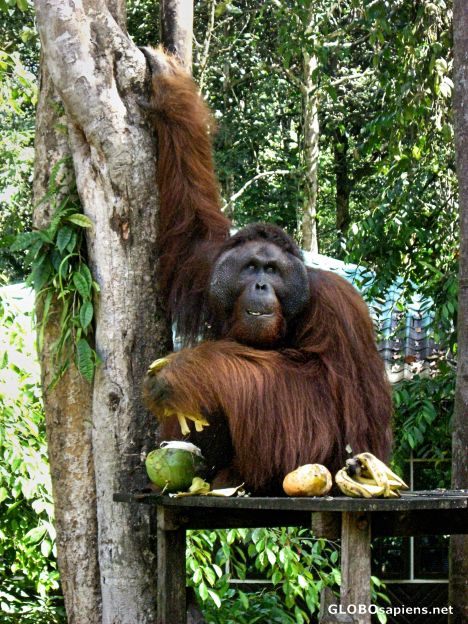 Postcard Alpha-Male Ritchie's Morning Feeding