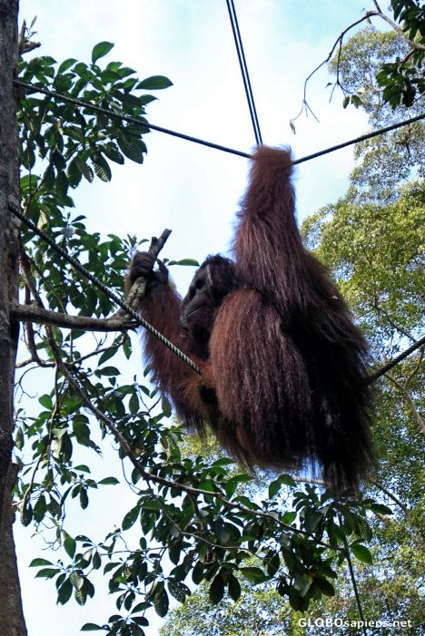 Postcard Ritchie Hanging Around After His Meal