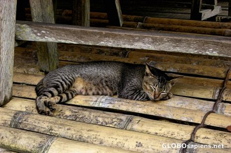 Postcard The Annah Rais Bidayuh Longhouse