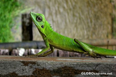 Postcard A Colorful Lizard at the Annah Rais Longhouse