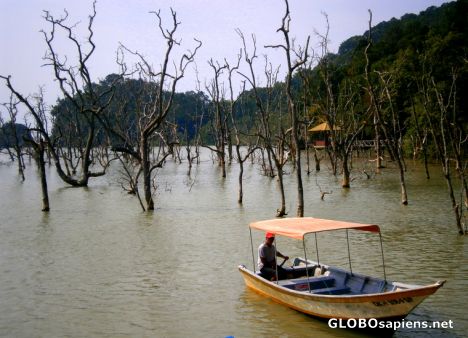 Postcard Dead forest in Bako NP
