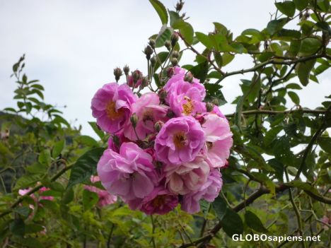 Postcard Beautiful bunch of rambling roses