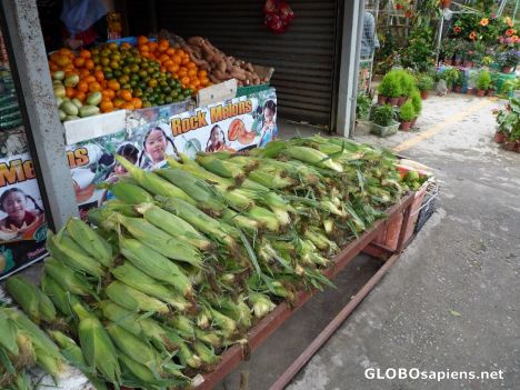 Postcard Stack of Corn