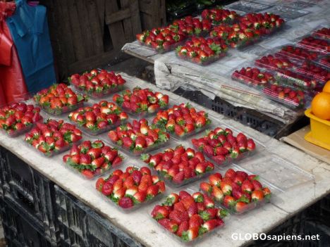 Postcard Handpicked Strawberries on Display