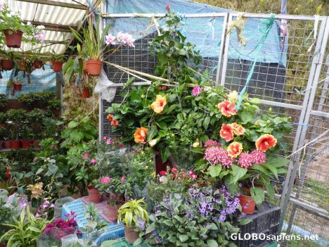 Postcard Seedlings and Plants for sale