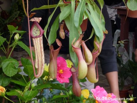 Postcard Carnivorous Plant - Periuk Kera