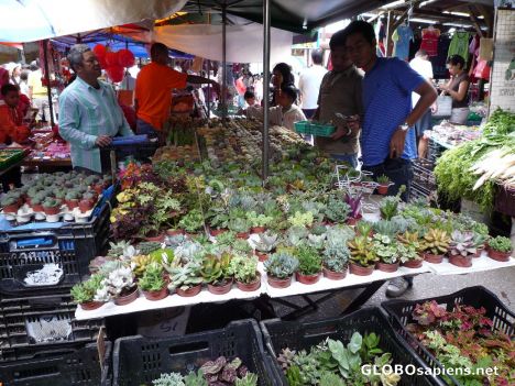 Postcard Busy Market - Pick and Choose your Cactus for RM10