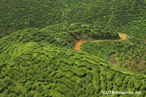Postcard Tea plantation 1
