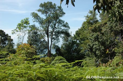 Postcard Bukit Busu Jungle