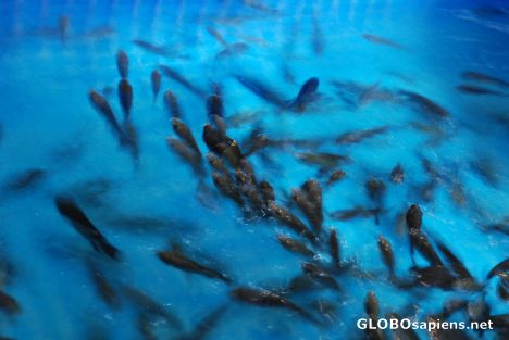 Postcard spa fishes