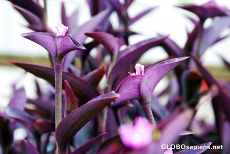Postcard purple beauty