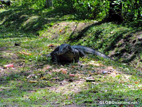 Postcard Monitor Lizard