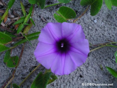 Postcard Flower