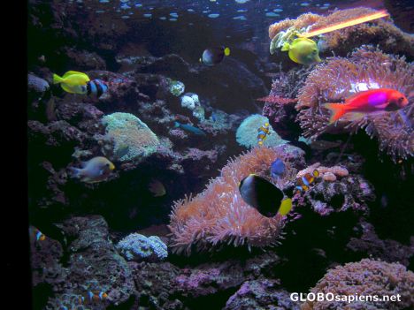 Postcard Underwater world