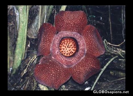 Postcard Raflesia