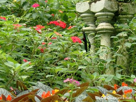 Postcard Kuala Lumpur - Butterfly Park
